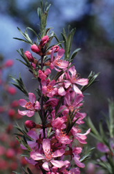 T�rpe mandula